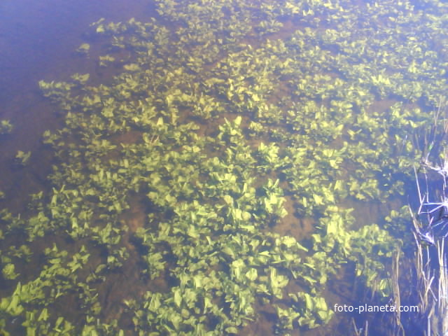 Кувшинки в реке весной (с. Чехуровка)