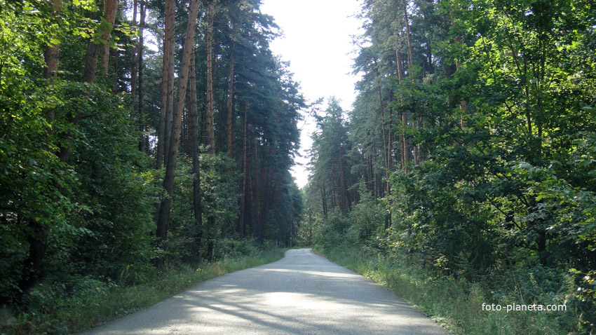 Дорога в Головлино
