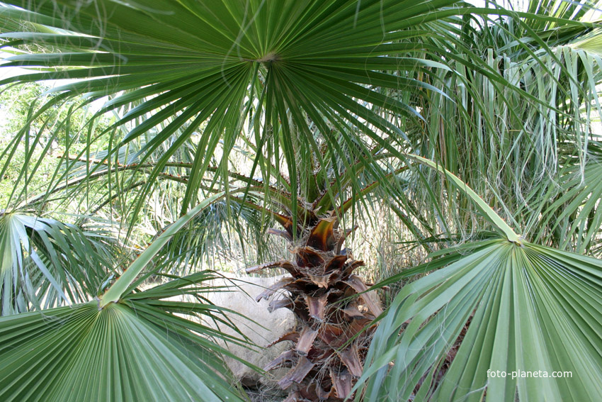 Листья пальмы