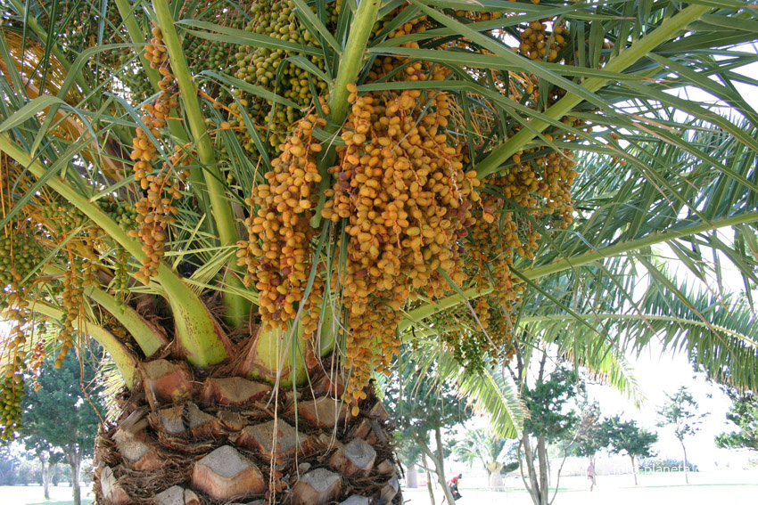 Семена пальмы