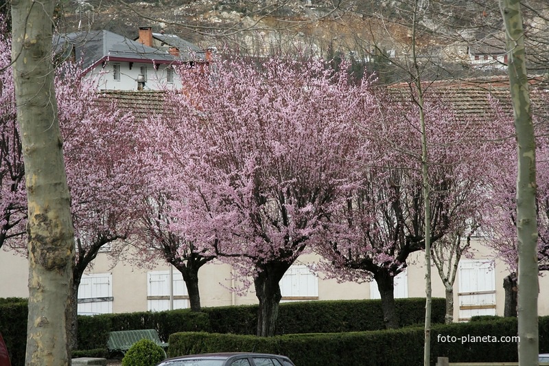 Цветущая сакура в Акс-ле-Терм