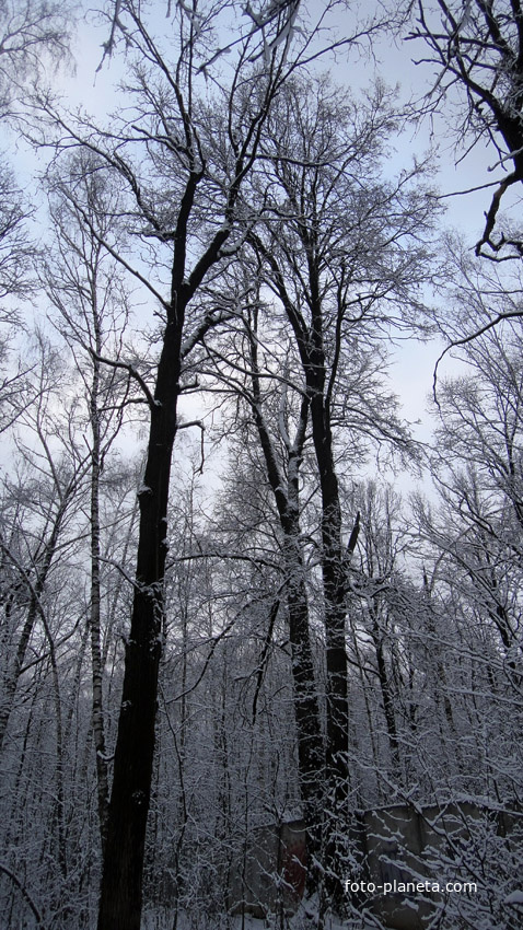 Зимнии деревья