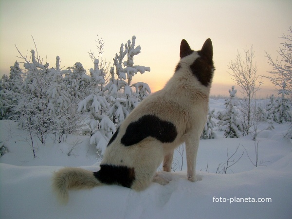 Заадная Сибирь. Морозный закат над болотом