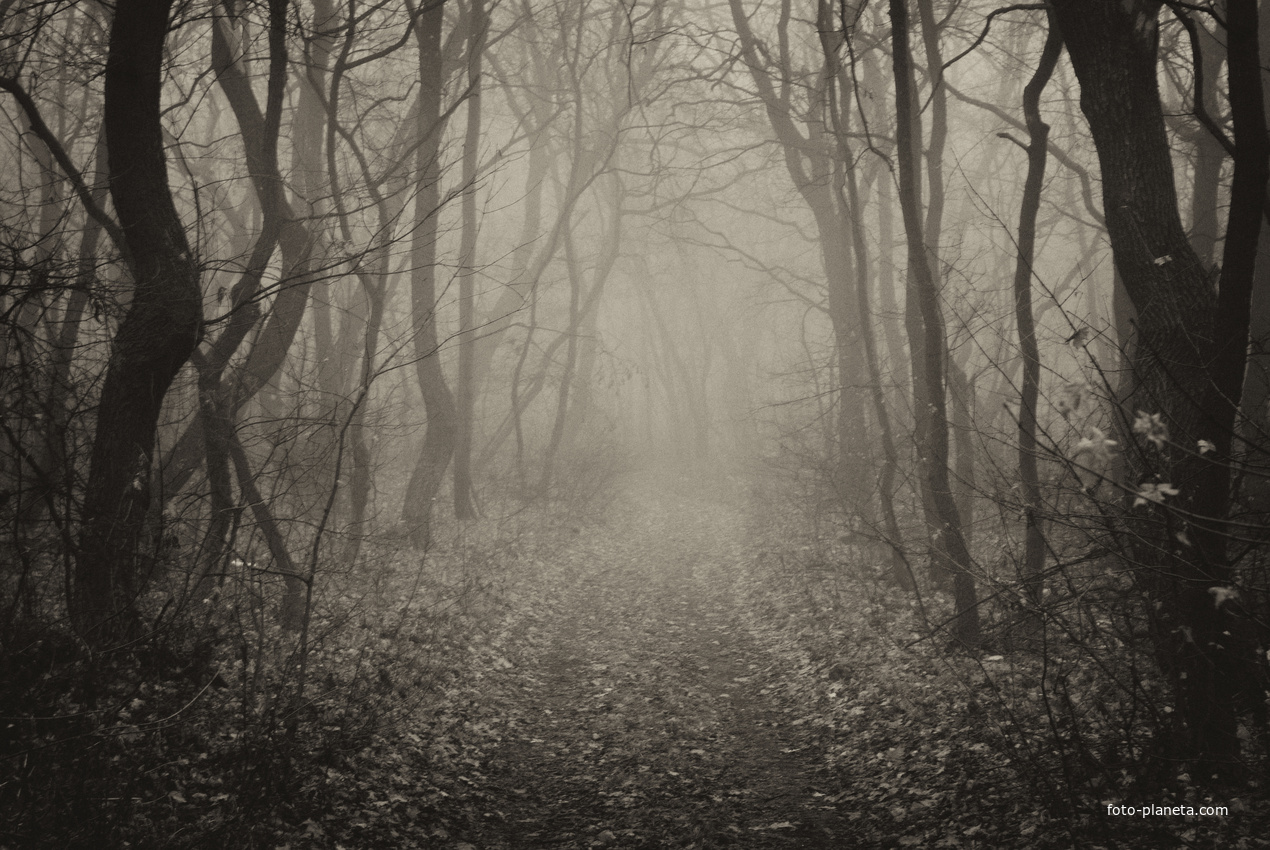 в лесной тиши, в лесном тумане