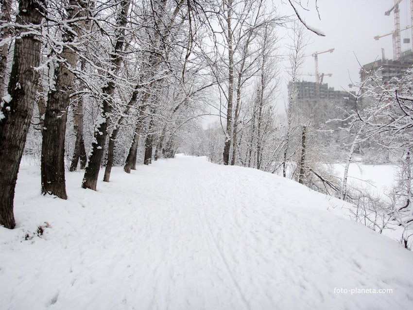 Тополя зимой