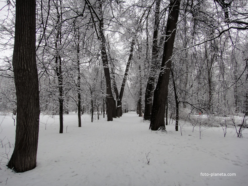 Старые липы барского парка