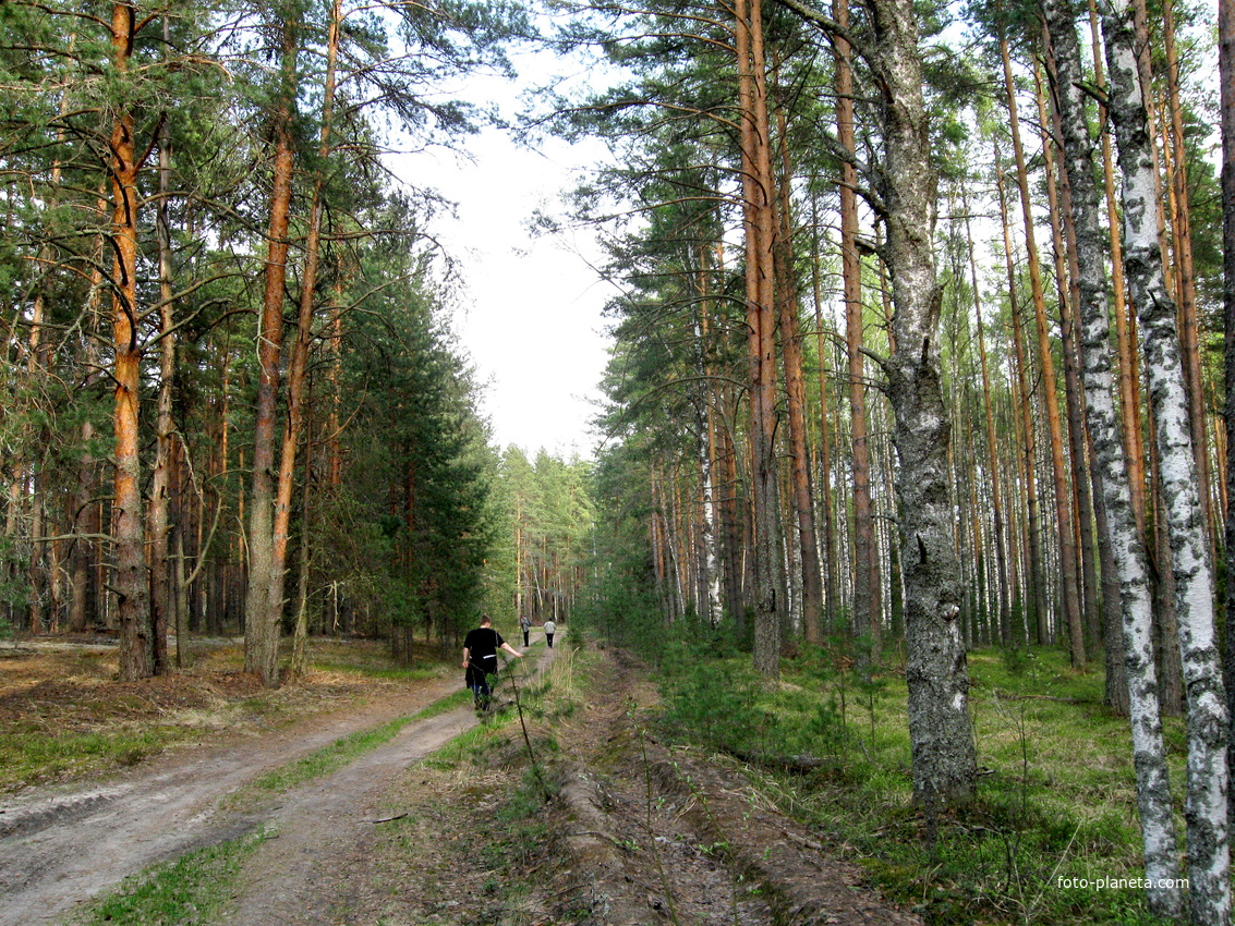 с. Пелегово (весна)