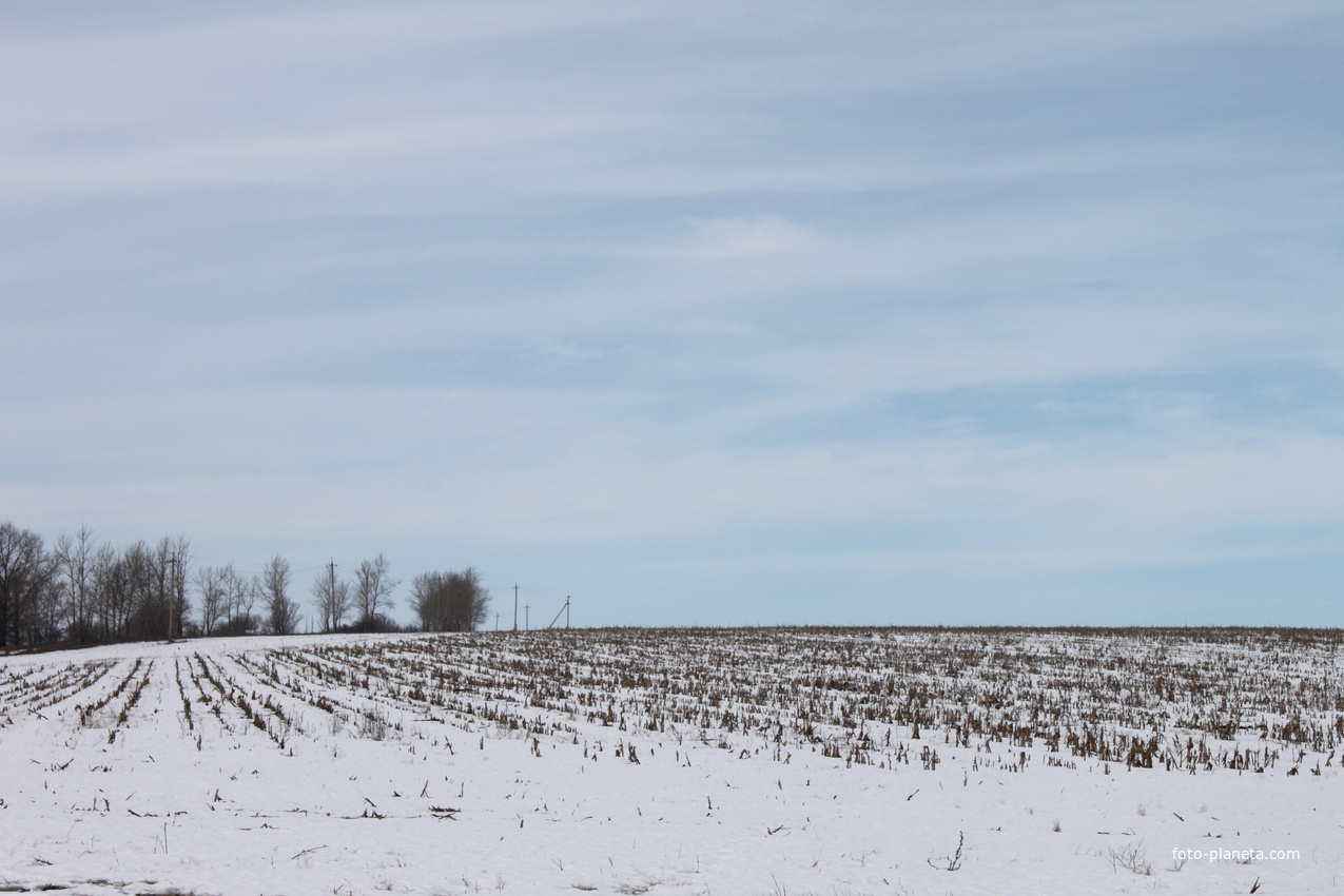 Шопино. Поле.