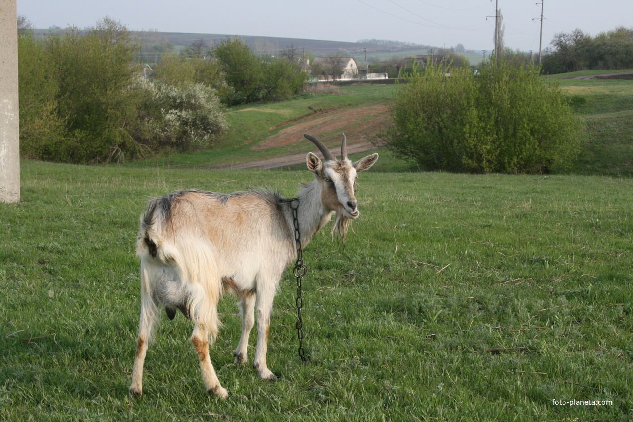 на околиці Оленівки