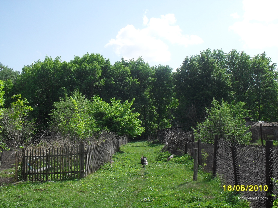 Лес в старой части с Батрак Каменского района