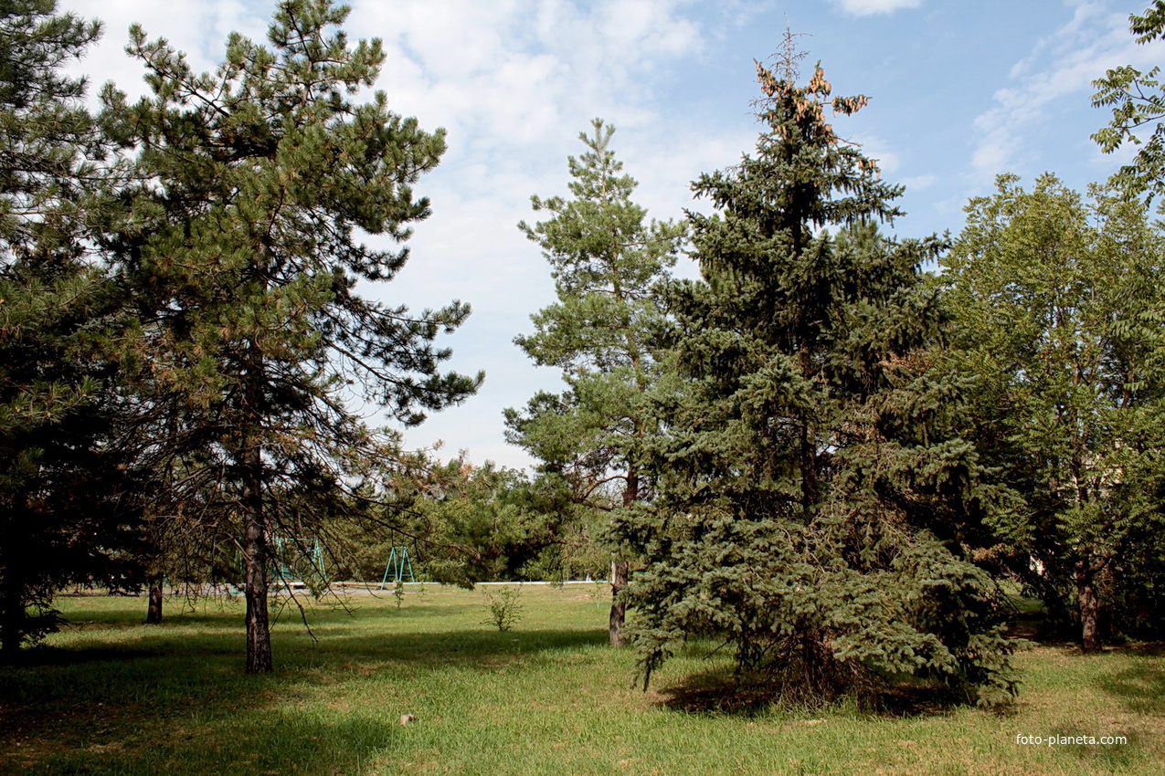 хвойные деревья в парке