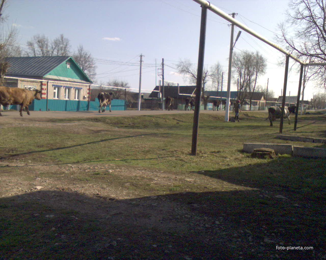 коровы по домам