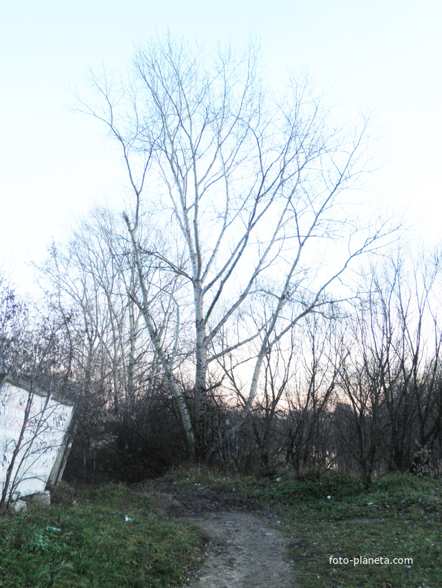 Тополь у первого пруда