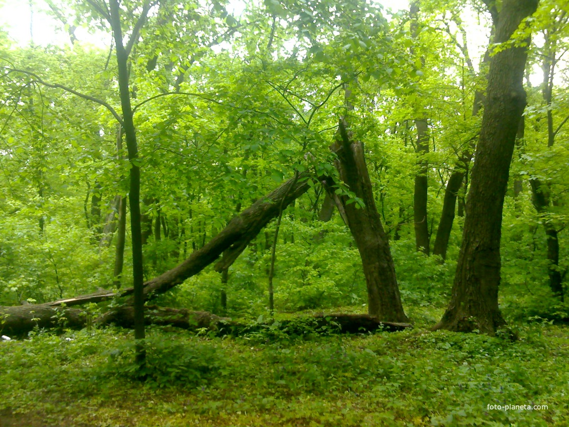 Гремучий лес в городе Ровеньки - это сказка!