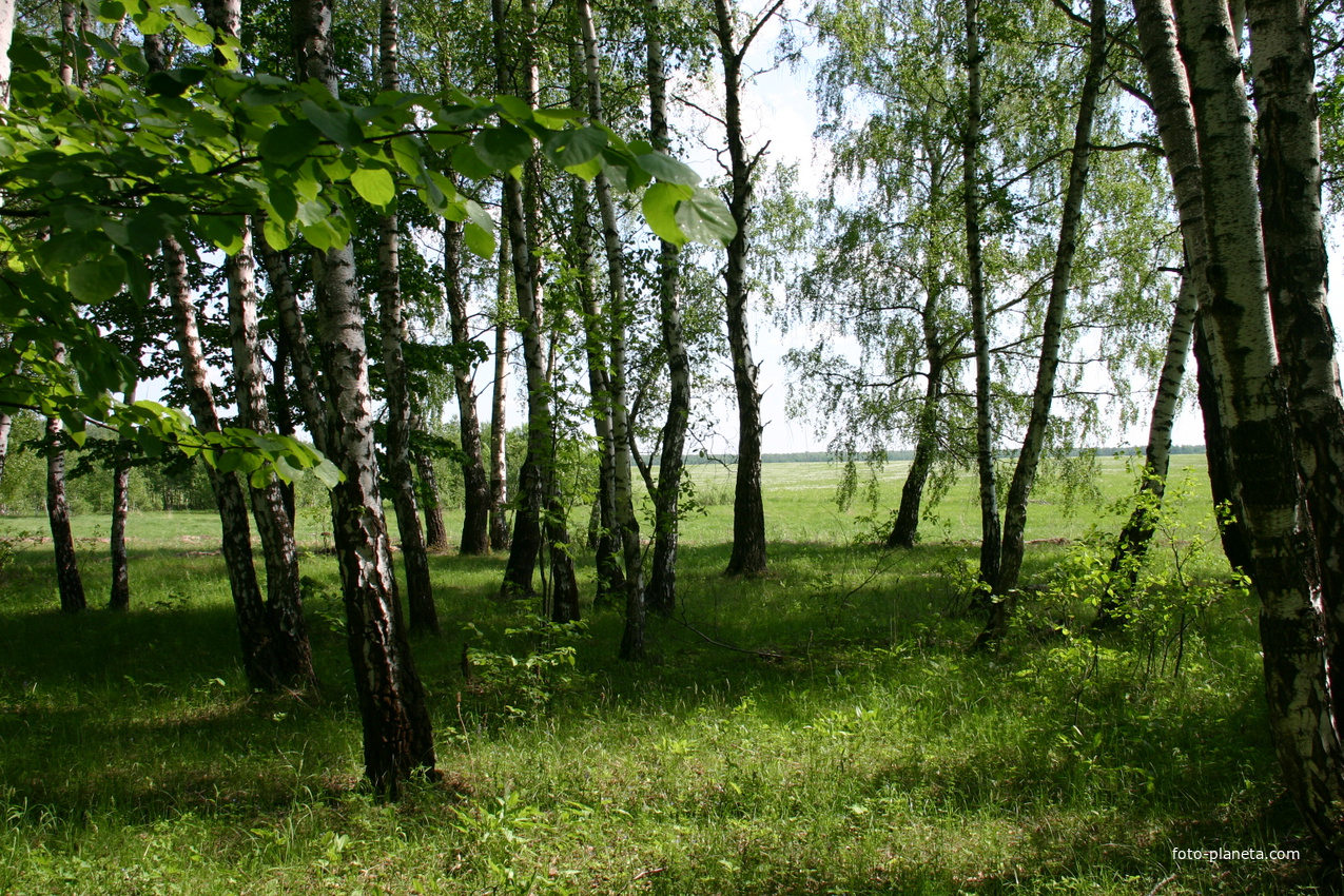 В лесу у Бортниково