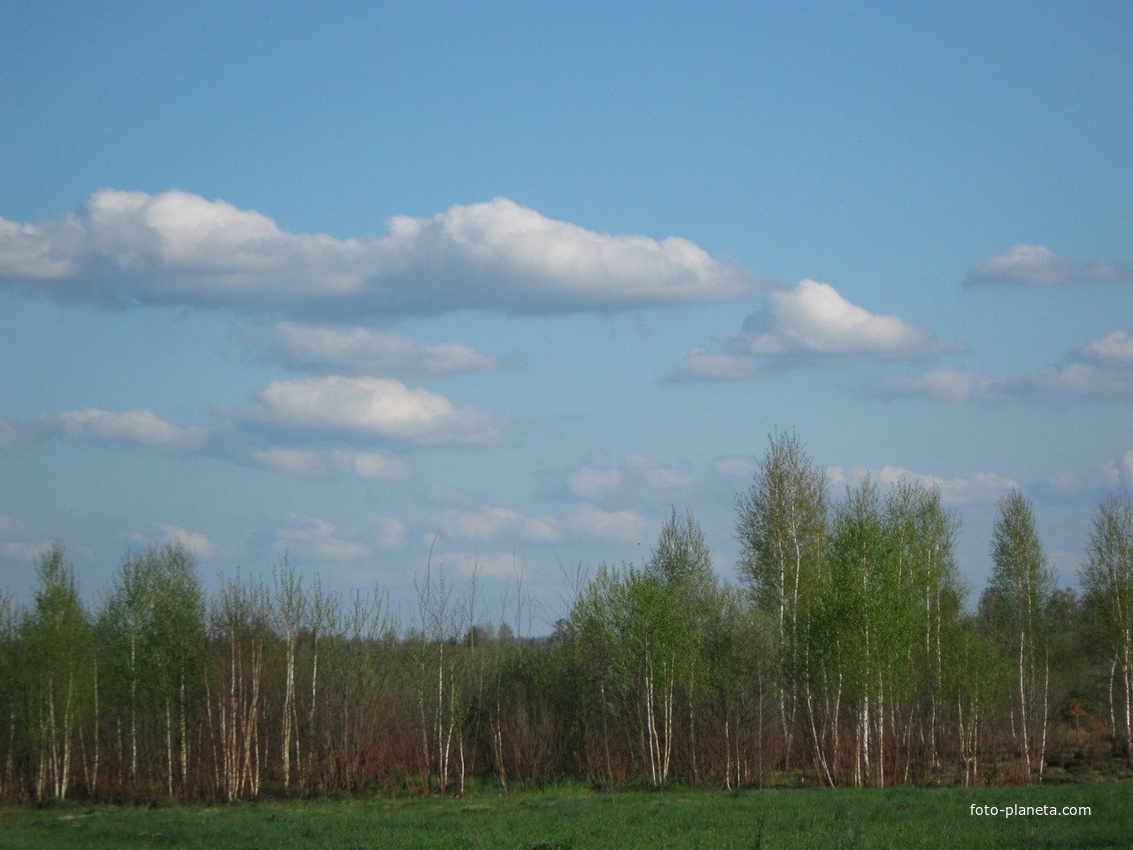 Белокоровичи