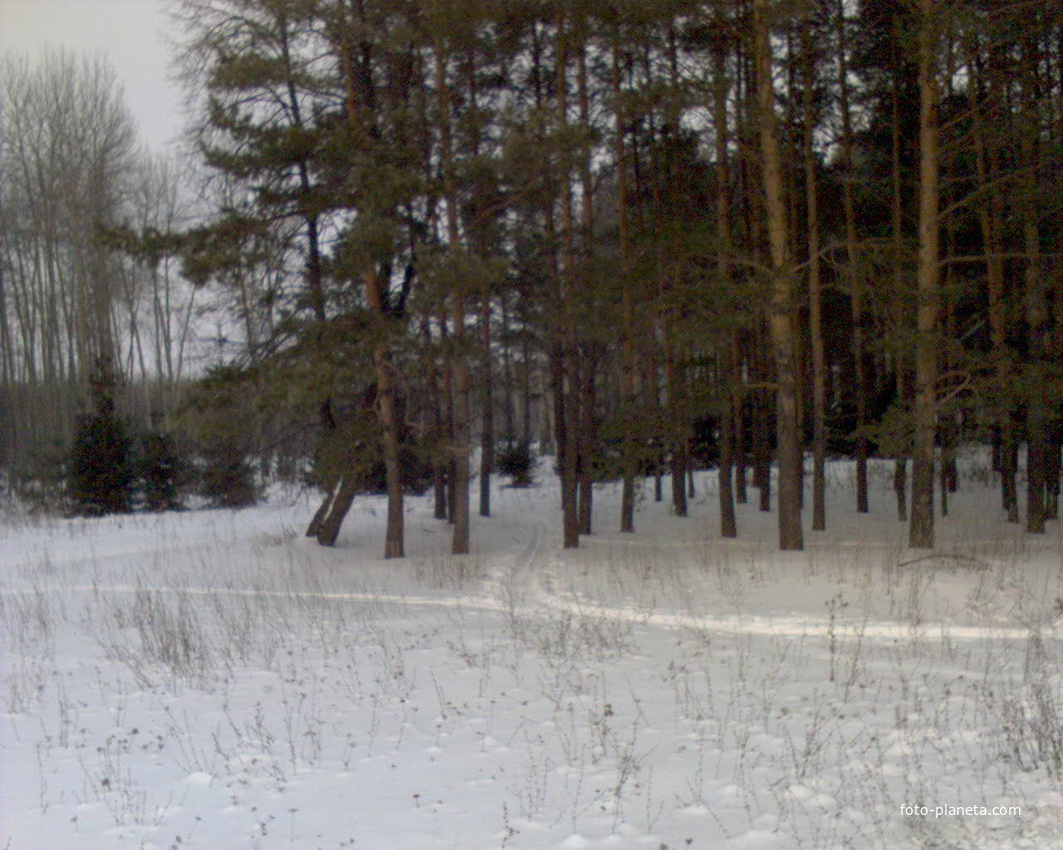 лыжня у околицы