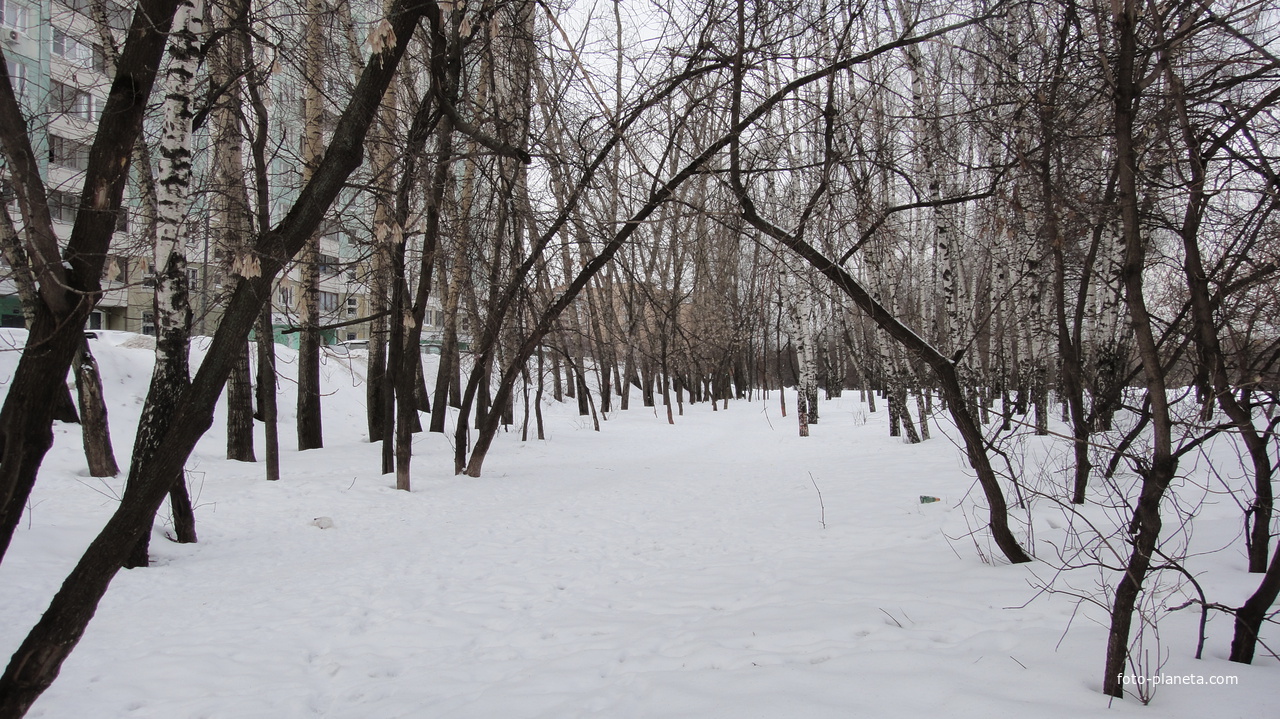 Лесополоса межде жд и бывшими институтскими яблоневыми садами
