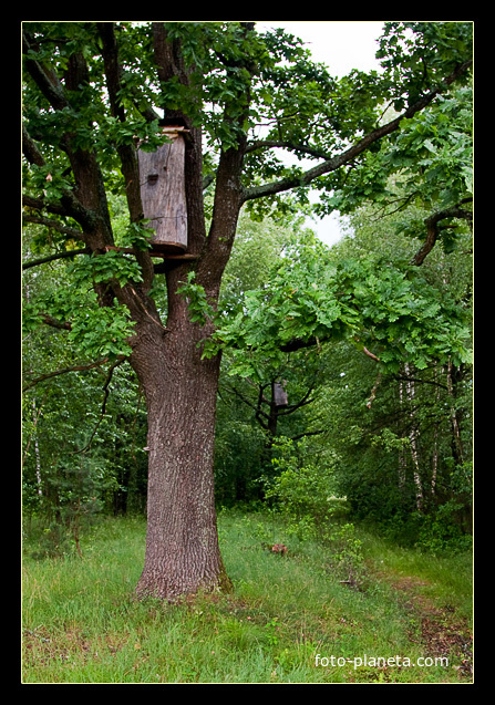 Лісова пасіка, с. Червонка