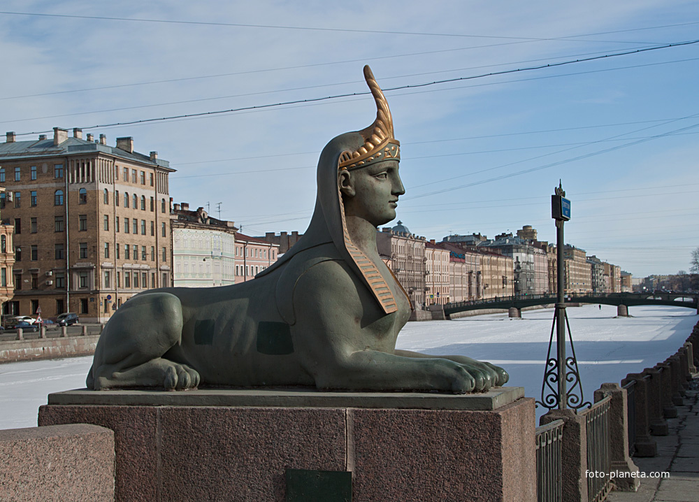 Кошки сфинксы в санкт петербурге