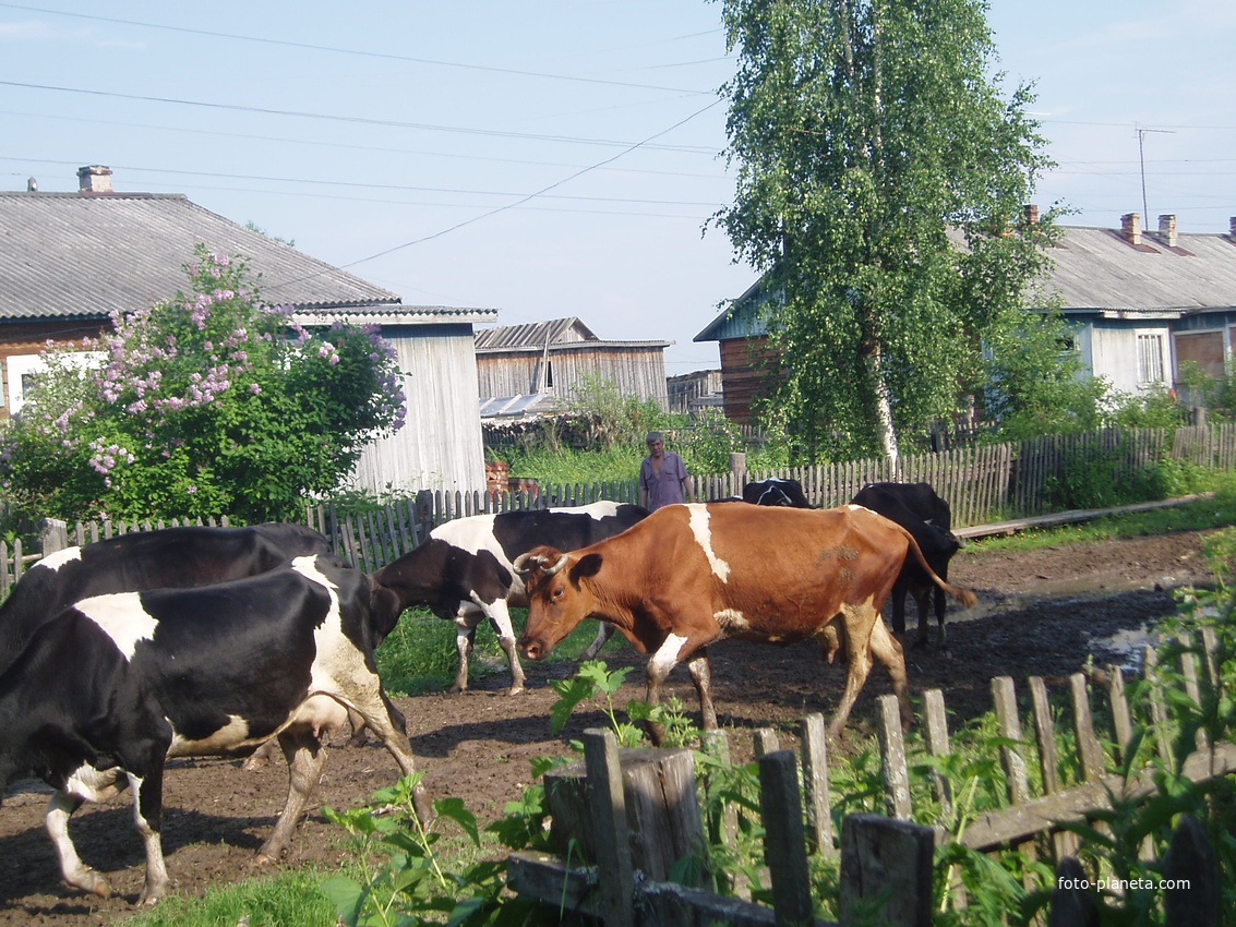 Коровы на улице
