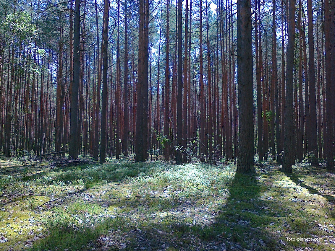 Лес в Берёзовке