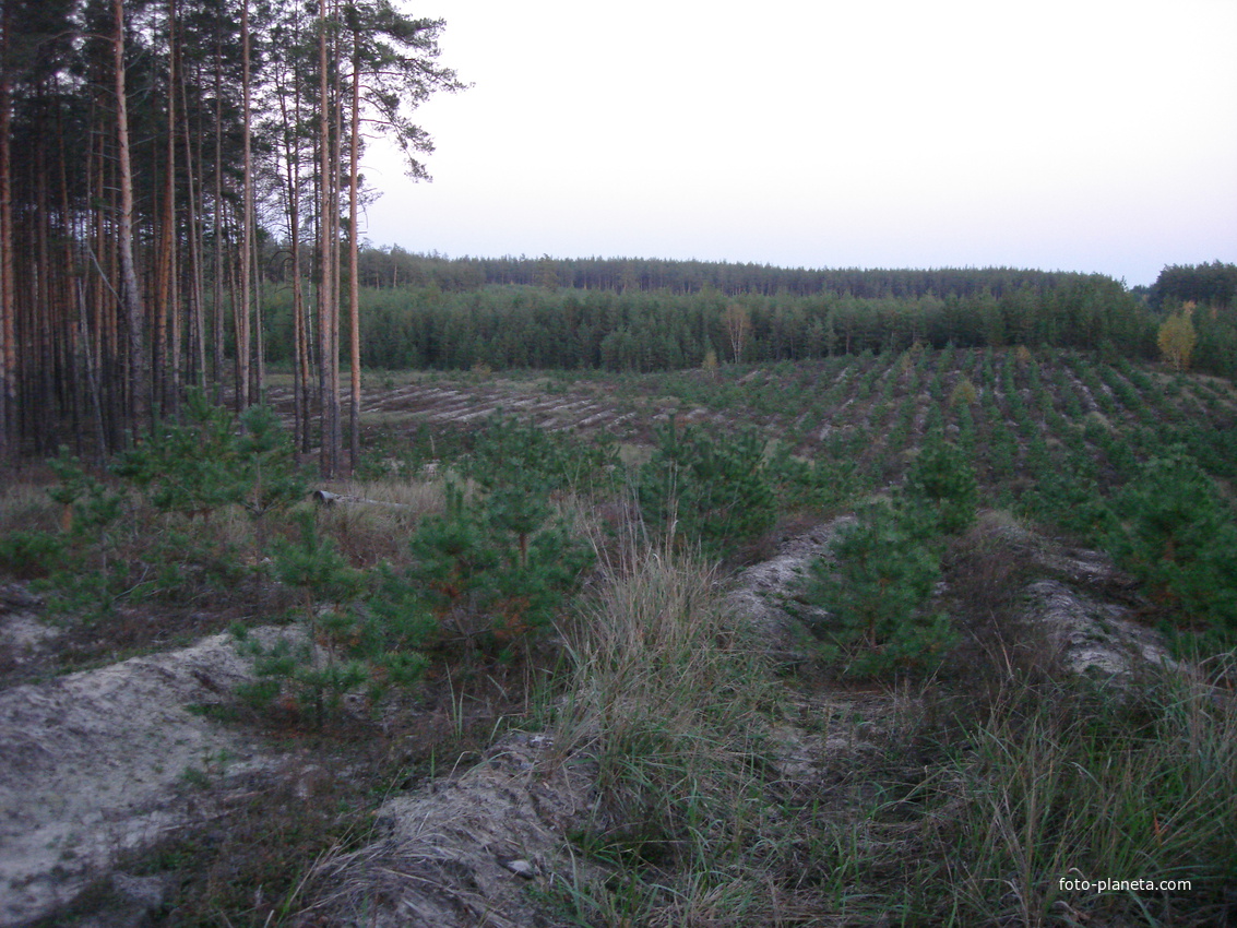 Вырубки в лесу