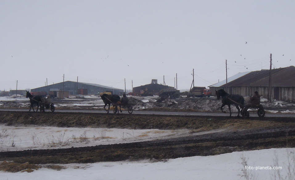 Степновские скакуны