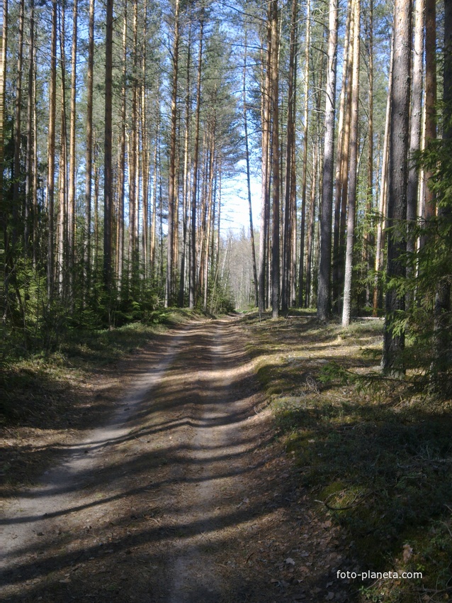 Малавино,дорога в бору