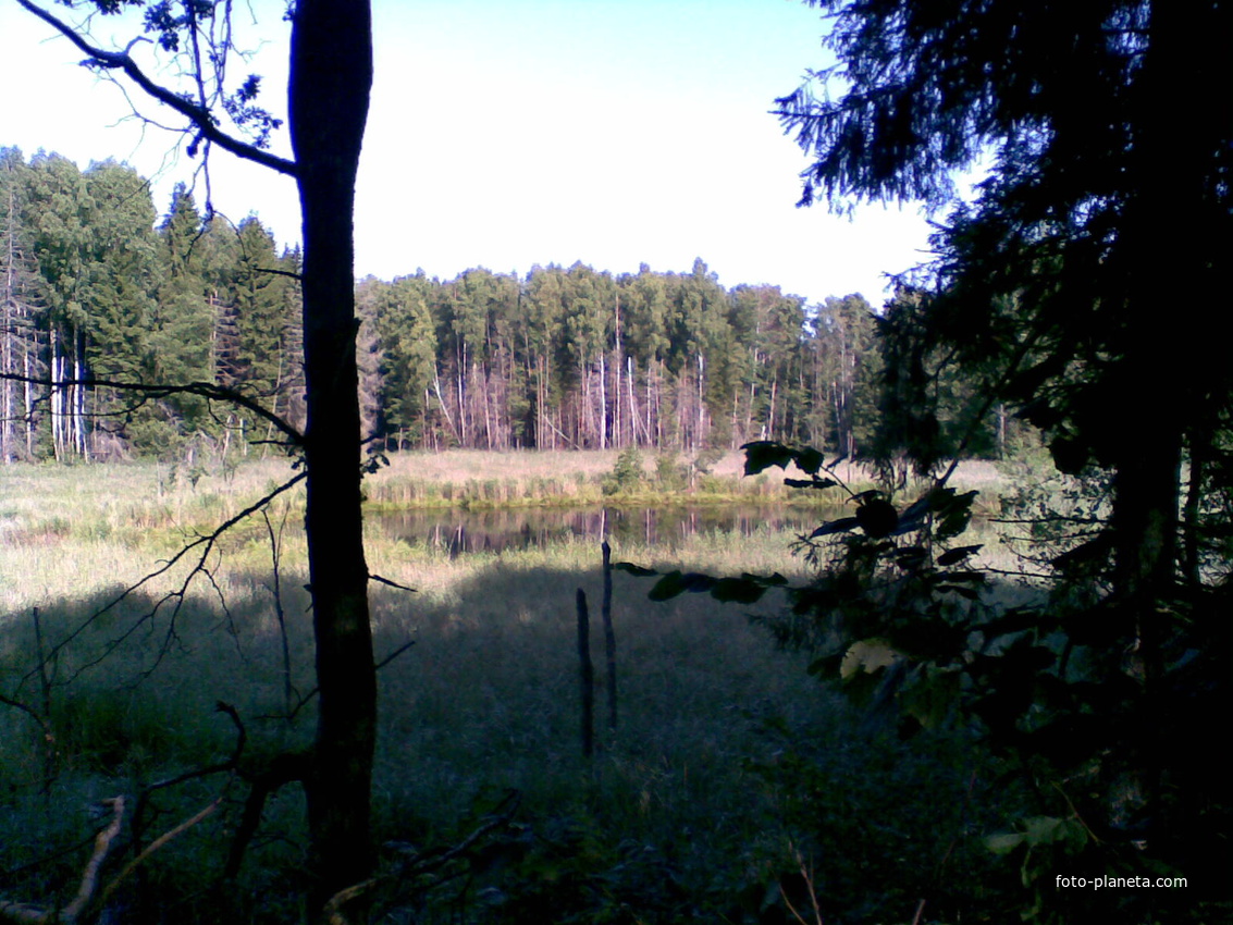 Озеро в лесу возле д. Заболотье (на Рудаках)