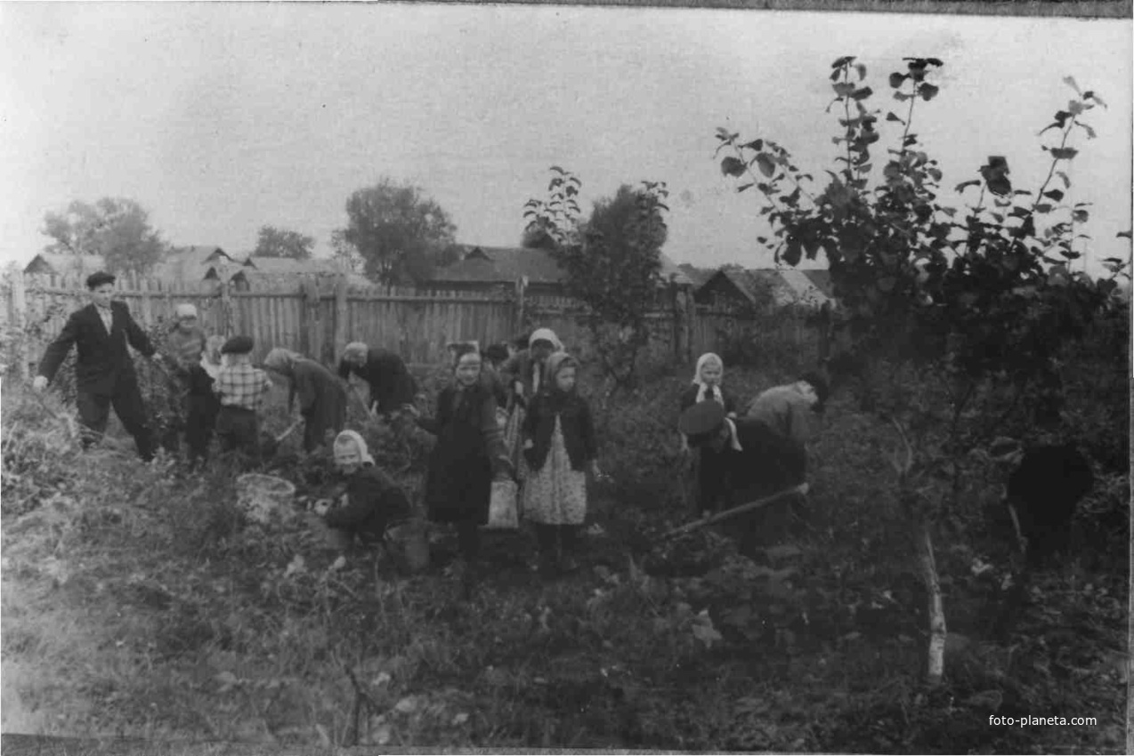 Березовка.  Уборка картофеля на школьном участке. 1964 г.