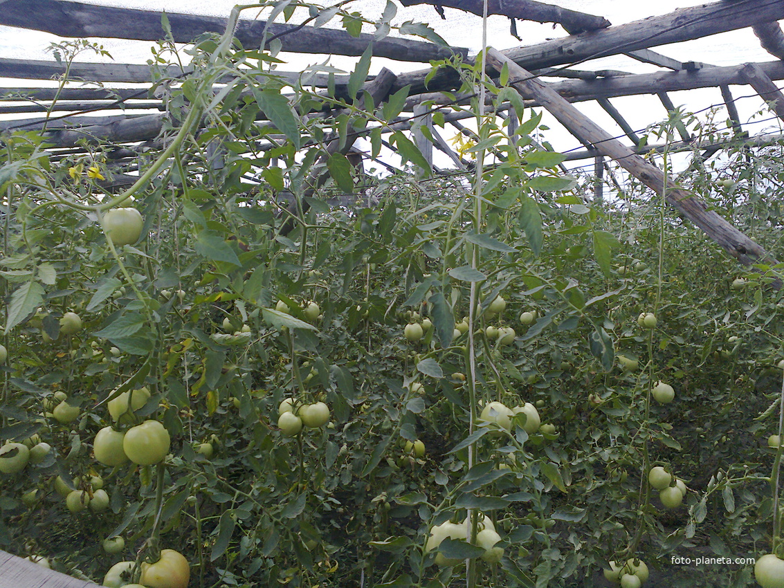 Жители выращивают огурцы и помидоры