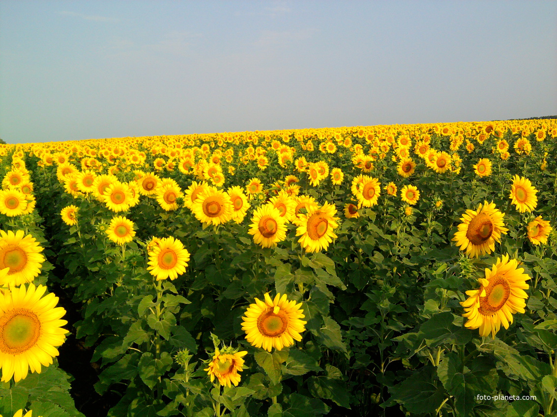 Поле подсолнухов около х.Весёлый