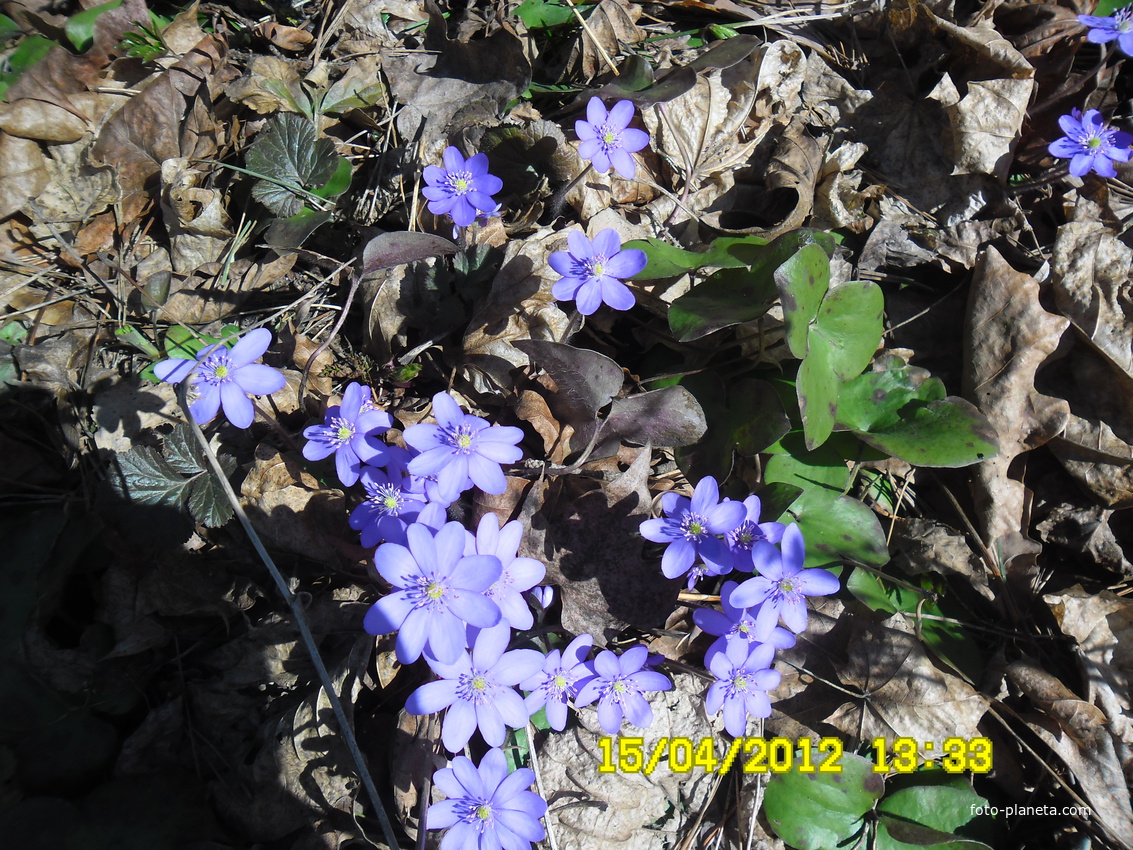весна в воропаевском парке