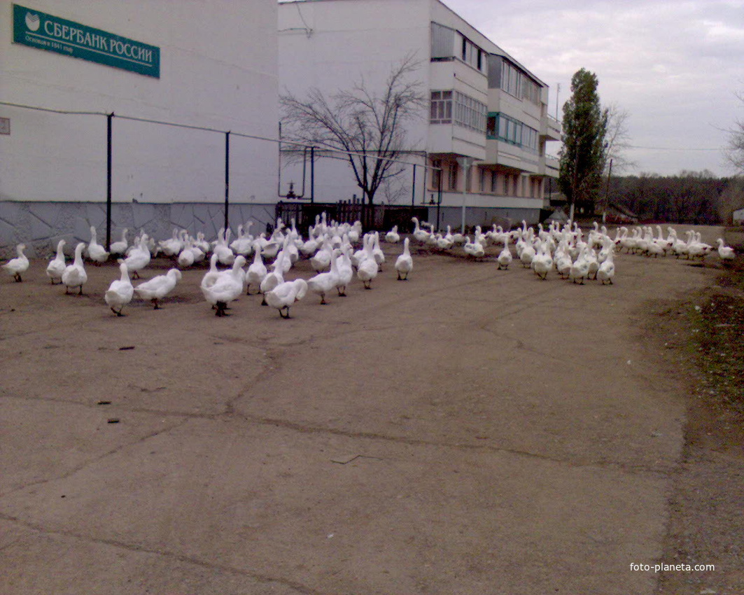 гуси на на бетонке