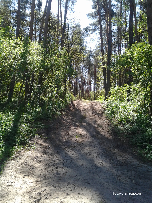 В ЛІСІ БІЛЯ РІЧКИ ГРУНЬ