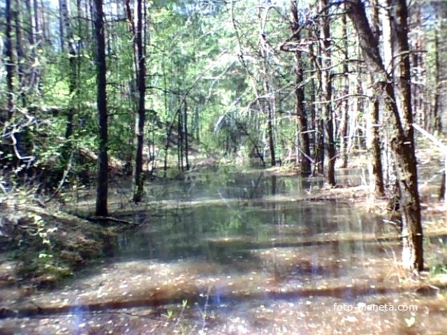 Перепис Полянский лес