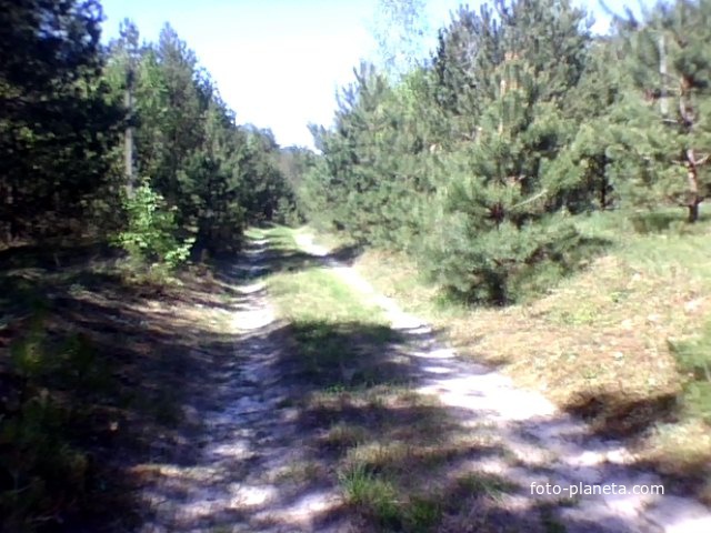 Перепис Полянский лес