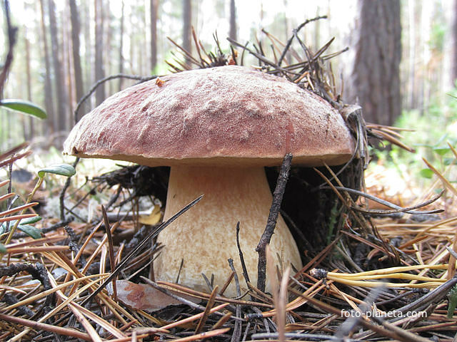 такие здесь грибы