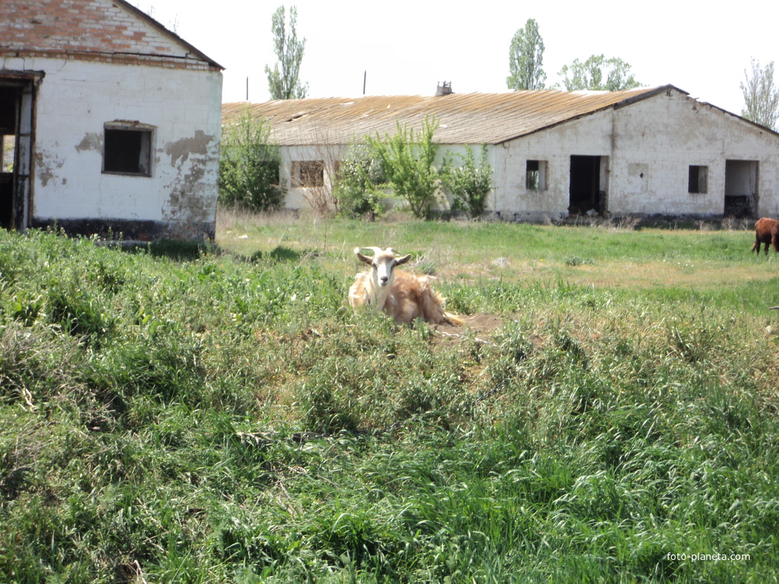 Ферма 1-ой бригады