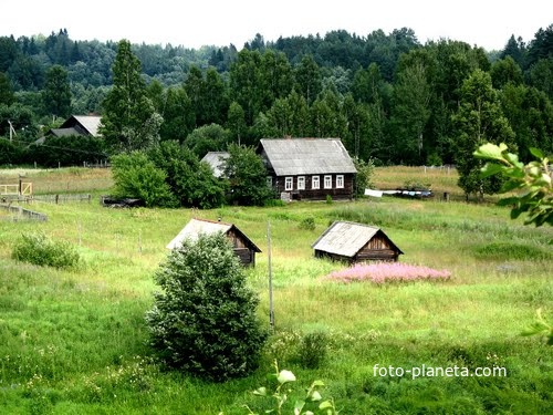 Луково летом