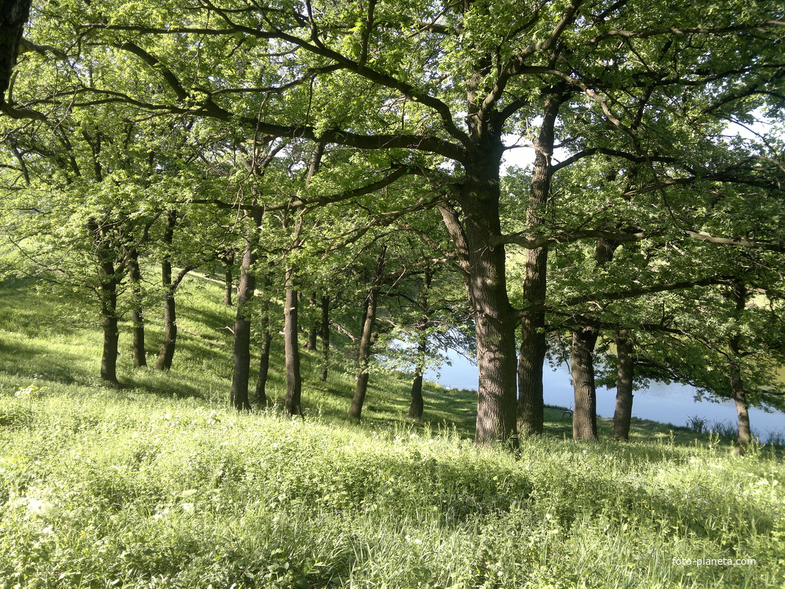 Ясиноватая. Лесной массив у Клубного пруда.