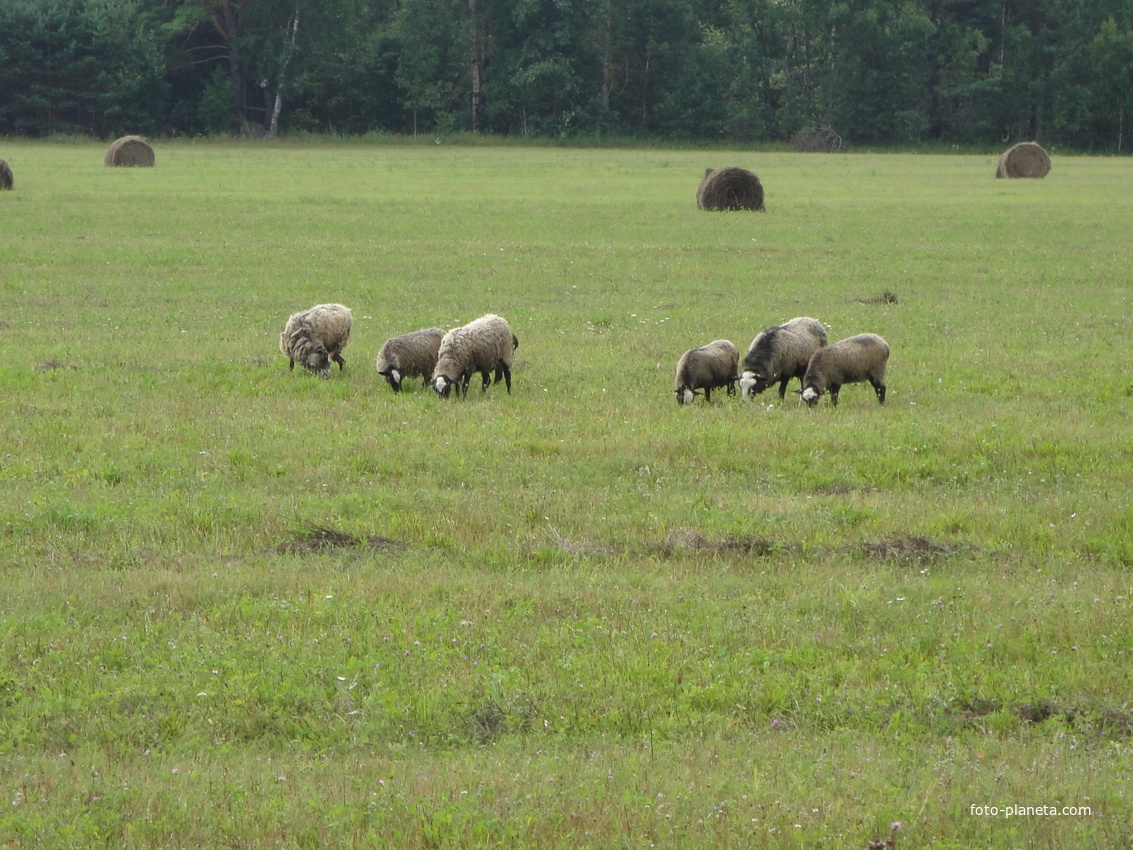овцы на поле Кудряшово