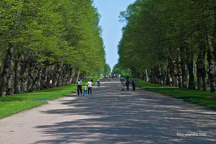 Главная аллея Павловского парка