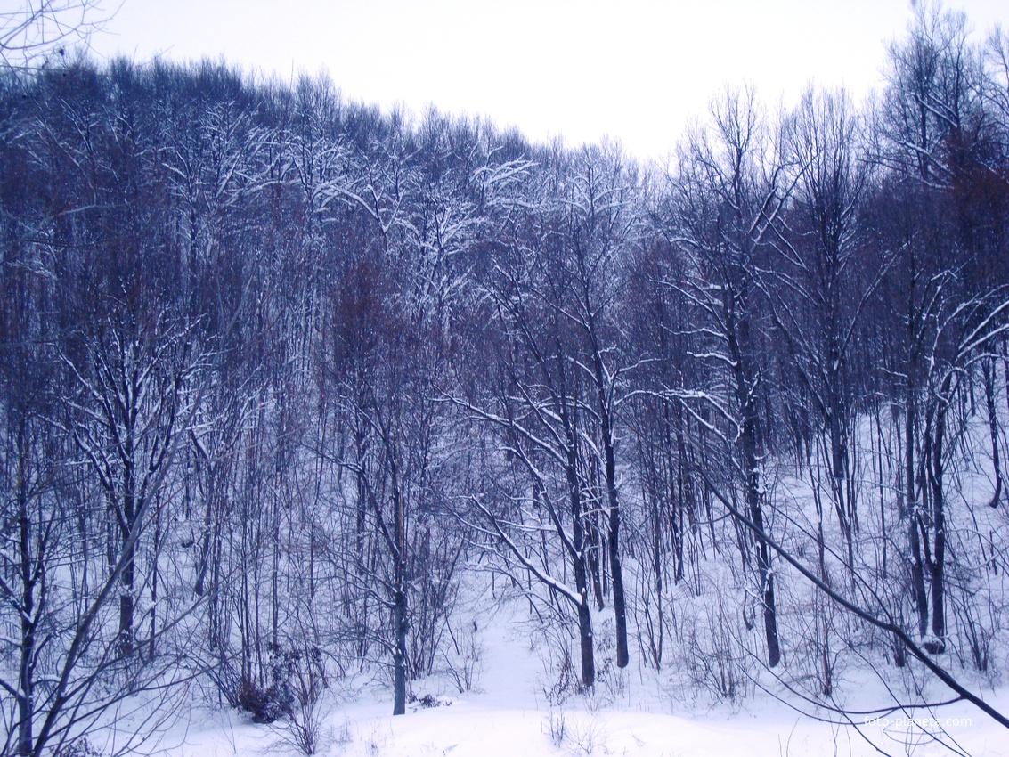 Солдыбаевский лес в январе