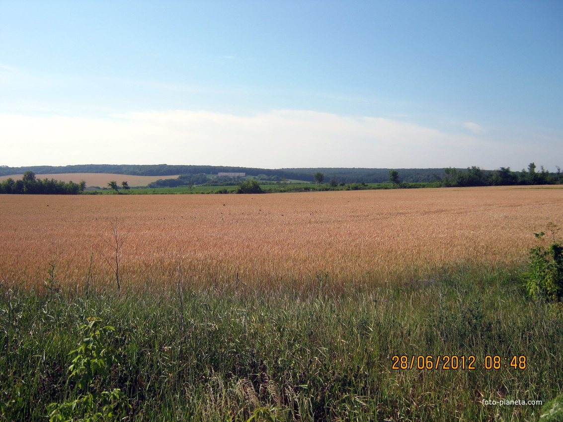 Пшеничне  поле