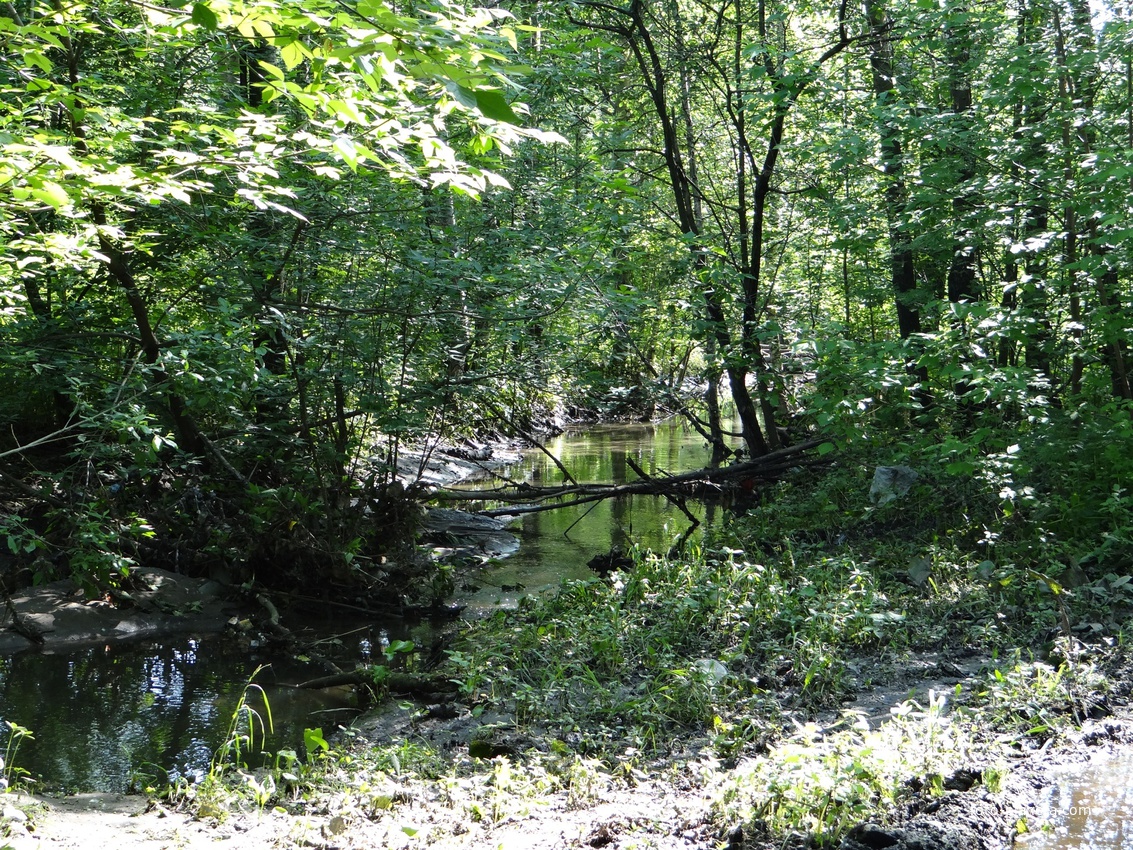 Банная канава, Салтыковский лесопарк