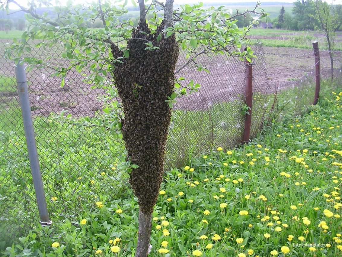 гуторовские пчелы