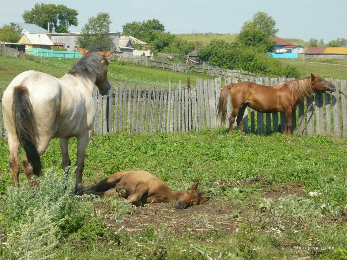 Лошадки отдыхают