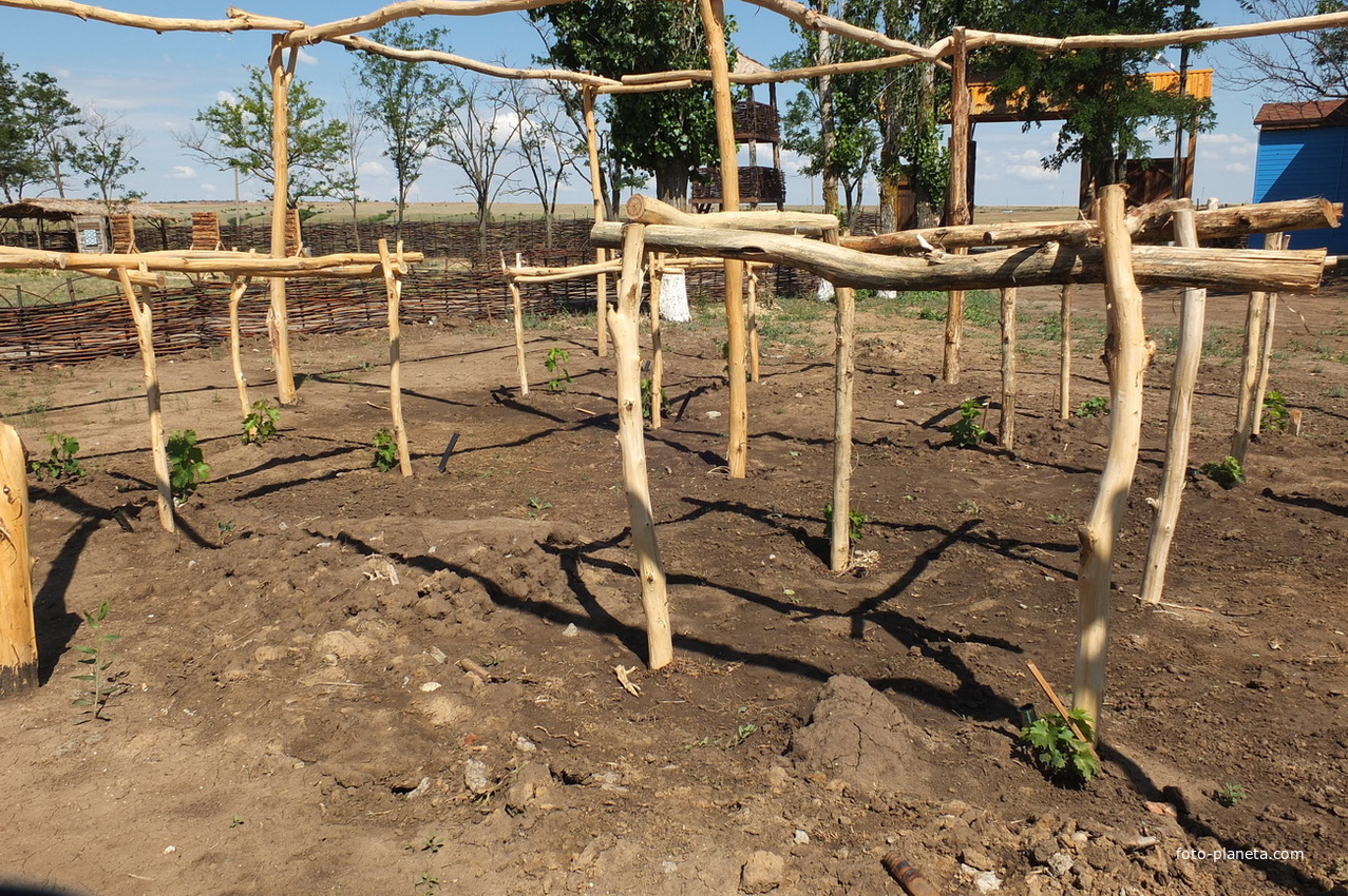 Туристический комплекс ОАО Цимлянские вина- казачьи сорта винограда (новые посадки)